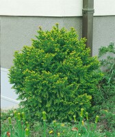 Picea abies Pygmaea mB 25- 30 cm