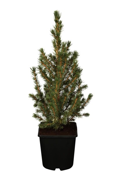 Picea glauca Conica 20- 30 cm