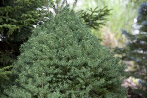 Picea glauca Conica 20- 30 cm