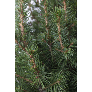 Picea glauca Conica 20- 30 cm