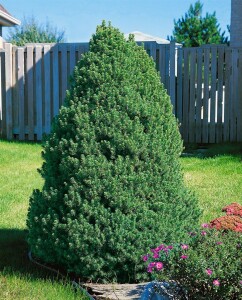 Picea glauca Conica 20- 30 cm