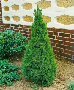 Picea glauca Conica 20- 30 cm