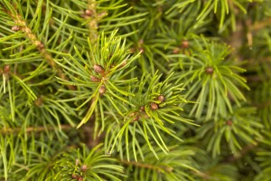 Picea glauca Conica 20- 30 cm