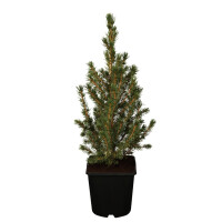 Picea glauca Conica 20- 30 cm