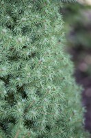 Picea glauca Conica 20- 30 cm