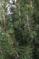 Picea glauca Conica 20- 30 cm