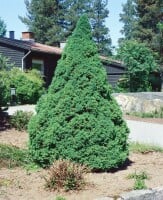 Picea glauca Conica 20- 30 cm