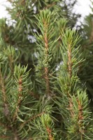 Picea glauca Conica 20- 30 cm