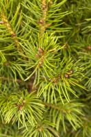 Picea glauca Conica 20- 30 cm