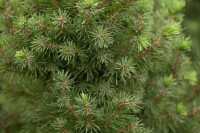 Picea glauca Conica 20- 30 cm