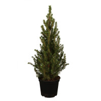 Picea glauca Conica 40- 50 cm