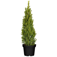 Picea glauca Conica 60- 70 cm