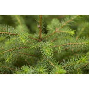 Picea omorika 9 cm Topf - Höhe variiert