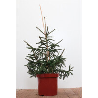 Picea orientalis Aurea 60- 70 cm