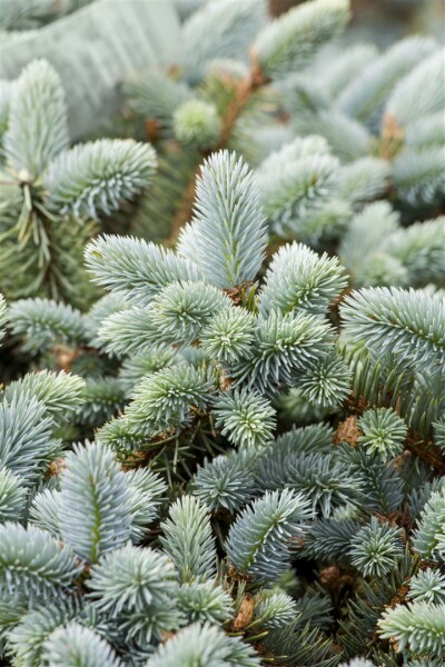 Picea pungens glauca 40- 60 cm