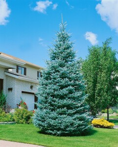 Picea pungens glauca 40- 60 cm