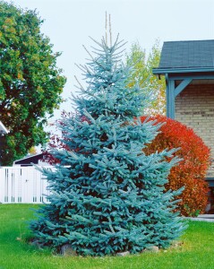 Picea pungens glauca 40- 60 cm