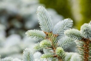 Picea pungens glauca 40- 60 cm