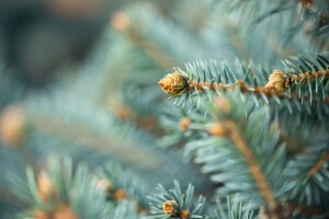 Picea pungens glauca 40- 60 cm