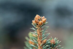 Picea pungens glauca 40- 60 cm