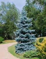 Picea pungens glauca 40- 60 cm