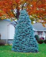 Picea pungens glauca 40- 60 cm