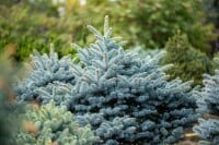 Picea pungens glauca 40- 60 cm