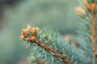 Picea pungens glauca 40- 60 cm