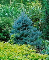 Picea pungens glauca 40- 60 cm