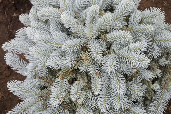 Picea pungens Glauca Globosa mb 50-60 cm