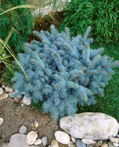 Picea pungens Glauca Globosa mb 50-60 cm