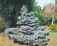 Picea pungens Glauca Globosa mb 50-60 cm