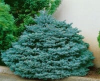 Picea pungens Glauca Globosa mb 50-60 cm