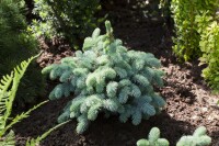 Picea pungens Glauca Globosa mb 50-60 cm