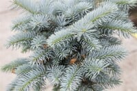 Picea pungens Glauca Globosa mb 50-60 cm