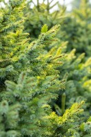 Picea pungens Glauca Globosa mb 50-60 cm