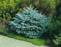 Picea pungens Glauca Globosa mb 50-60 cm