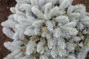 Picea pungens Glauca Globosa Co 80-100