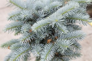 Picea pungens Glauca Globosa Co 80-100