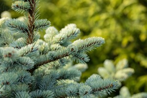 Picea pungens Glauca Globosa Co 80-100