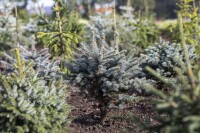 Picea pungens Glauca Globosa Co 80-100