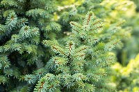 Picea pungens Glauca Globosa Co 80-100