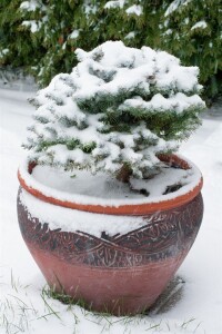 Picea pungens Glauca Globosa 25- 30 cm