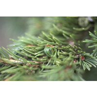 Picea pungens Lucky Strike 40- 50 cm