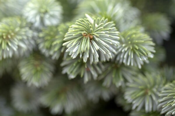 Picea sitchensis Sitka Silberzweig 30- 40 cm