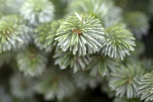 Picea sitchensis Sitka Silberzweig 30- 40 cm