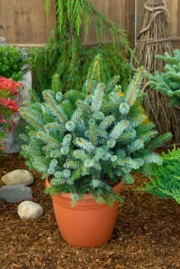 Picea sitchensis Sitka Silberzweig 30- 40 cm