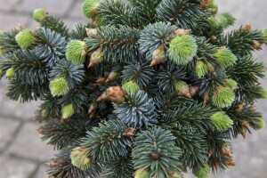 Picea sitchensis Sitka Silberzweig 30- 40 cm