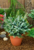 Picea sitchensis Sitka Silberzweig 30- 40 cm