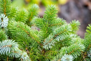 Picea sitchensis Sitka Silberzweig mb 50-60 cm